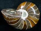 Gorgeous Nautilus Fossil - Madagascar #6423-1